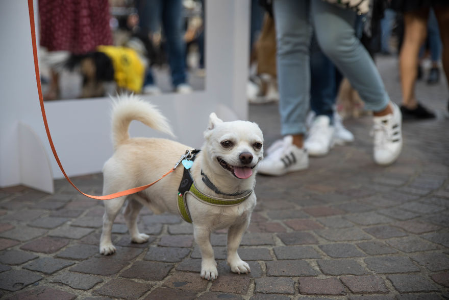 The City Of Dogs - Milan!