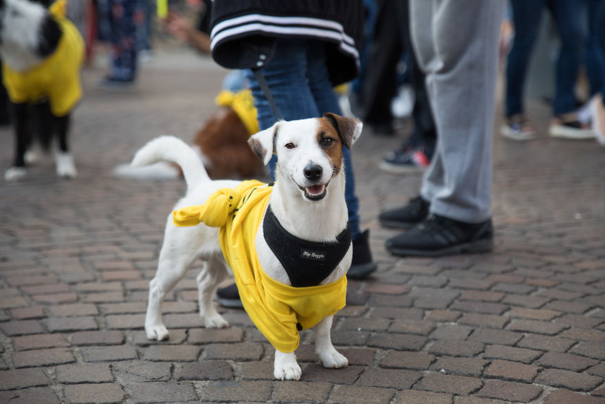 The City Of Dogs - Milan!
