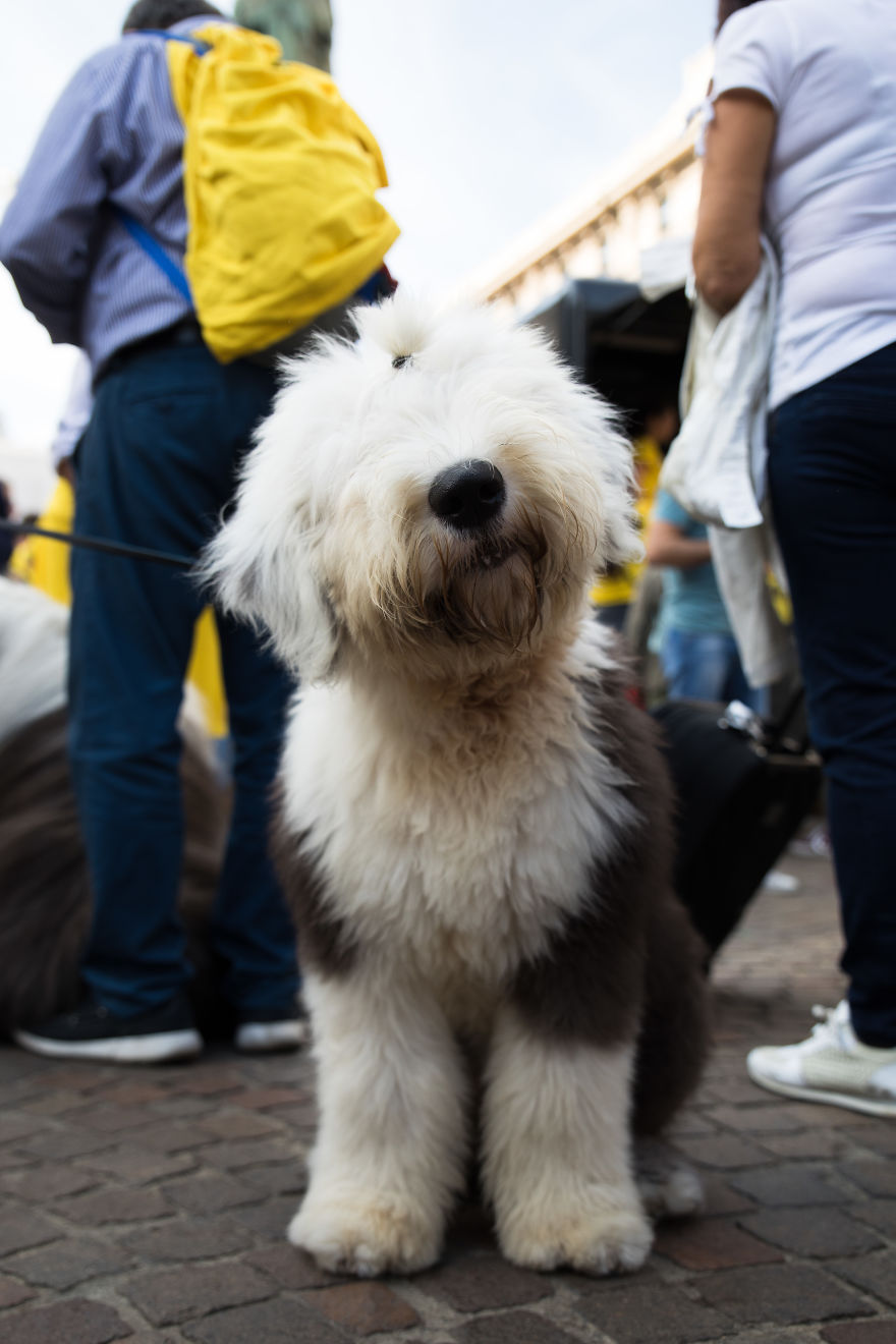 The City Of Dogs - Milan!