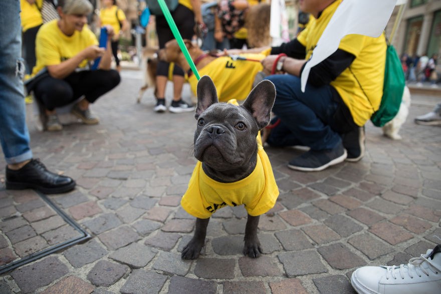 The City Of Dogs - Milan!