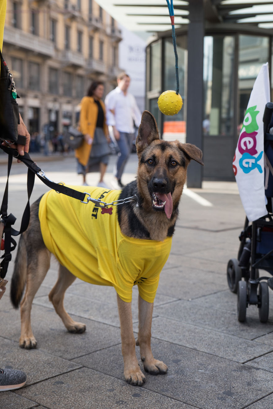 The City Of Dogs - Milan!