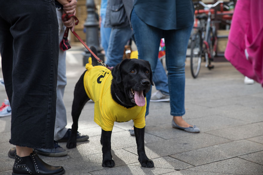 The City Of Dogs - Milan!