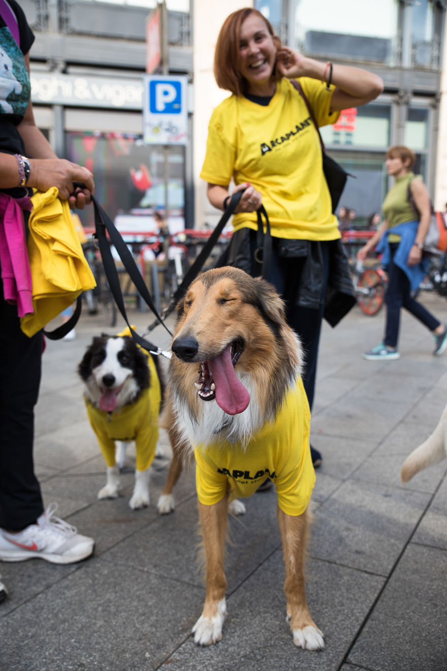 The City Of Dogs - Milan!