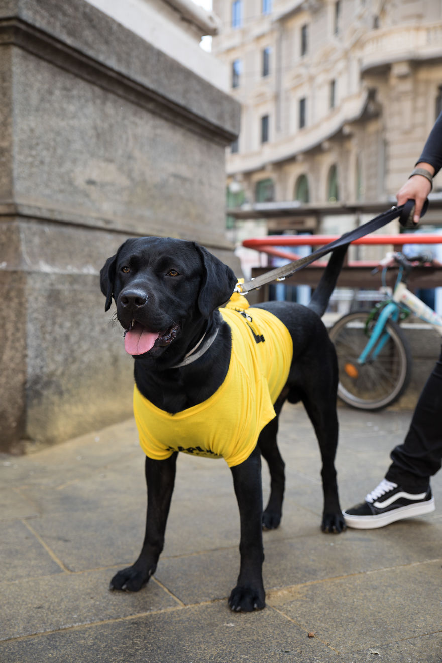 The City Of Dogs - Milan!