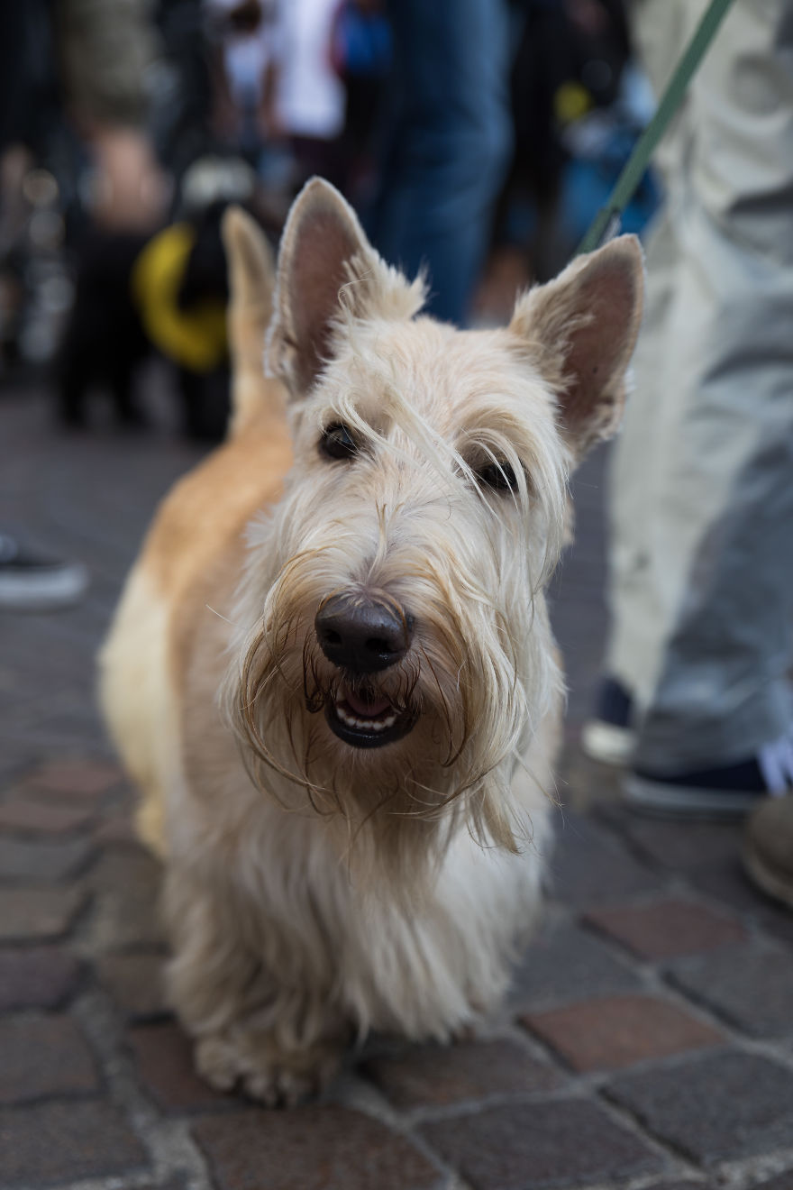 The City Of Dogs - Milan!