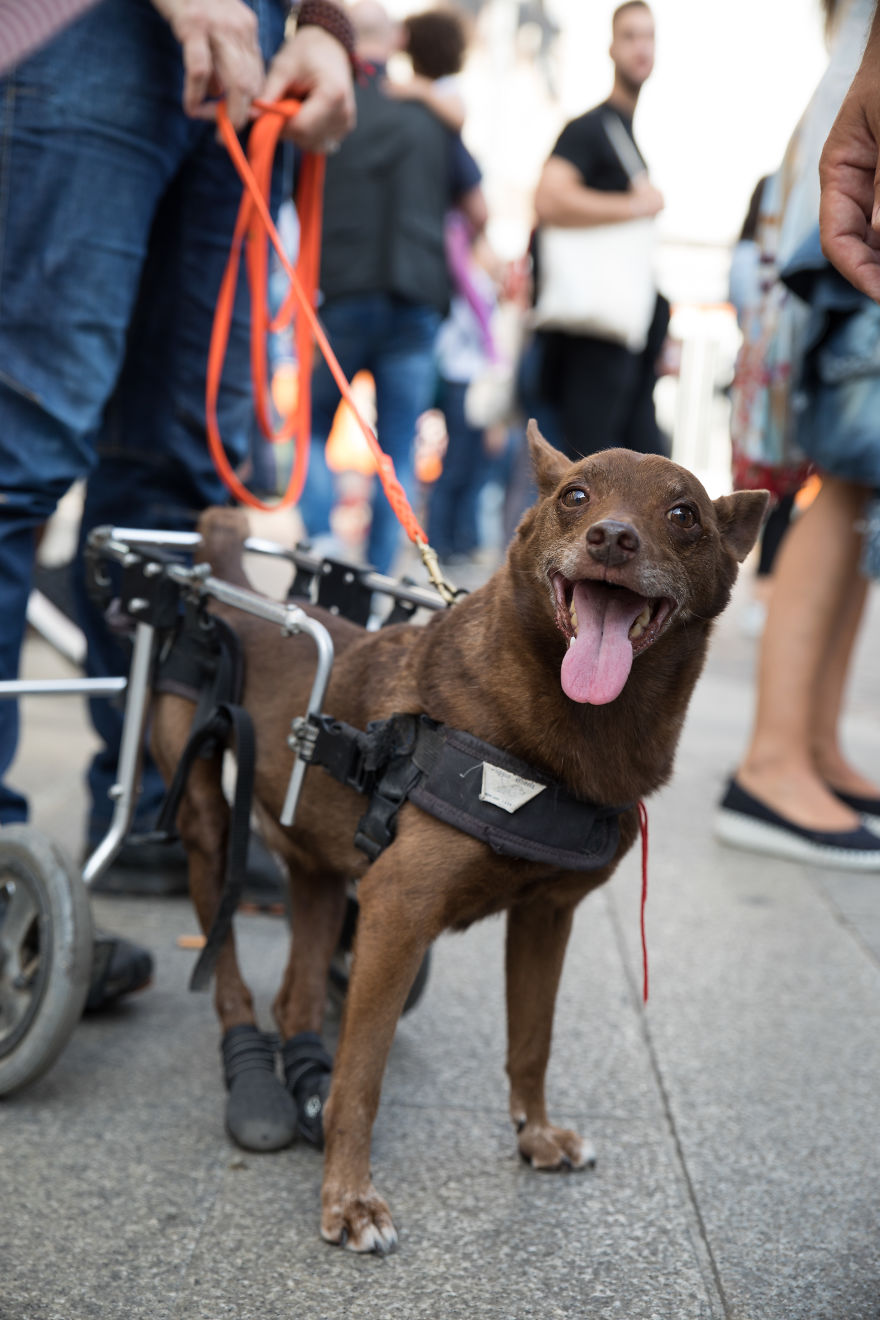 The City Of Dogs - Milan!