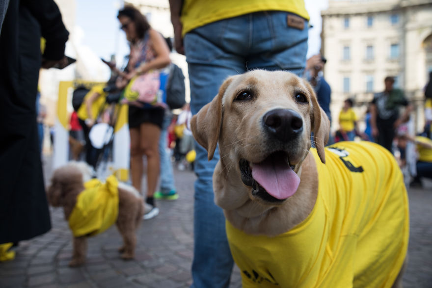 The City Of Dogs - Milan!