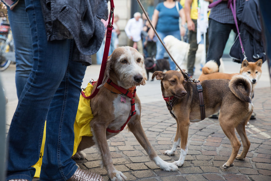 The City Of Dogs - Milan!