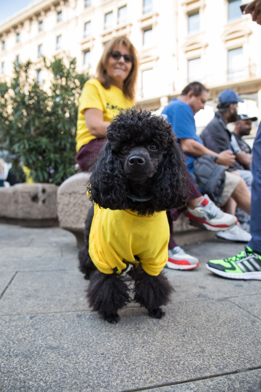 The City Of Dogs - Milan!