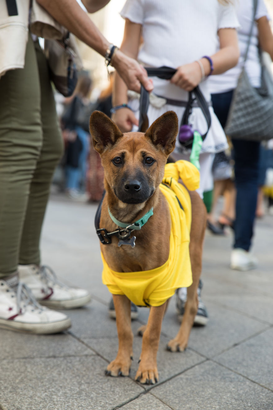 The City Of Dogs - Milan!