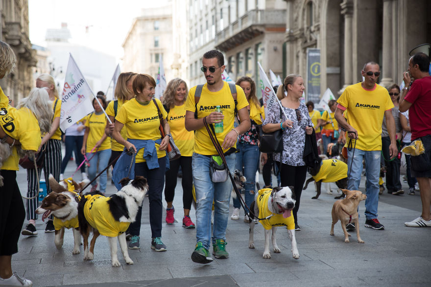 The City Of Dogs - Milan!