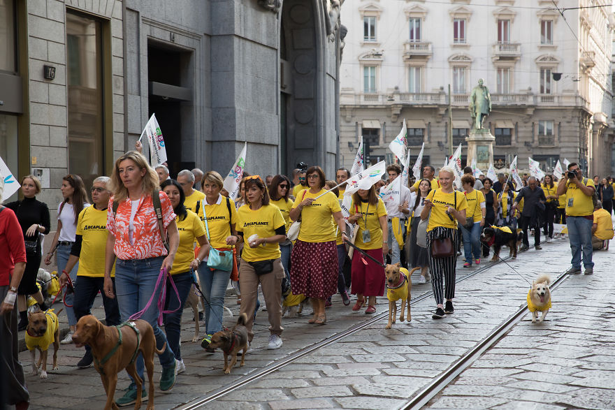 The City Of Dogs - Milan!