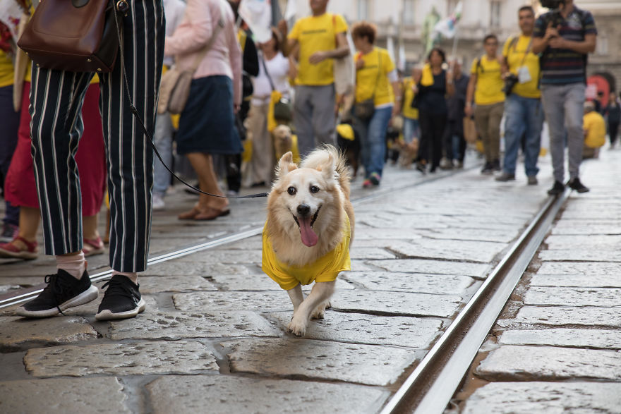 The City Of Dogs - Milan!