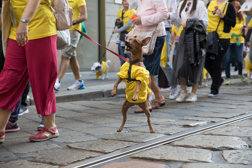 The City Of Dogs - Milan!