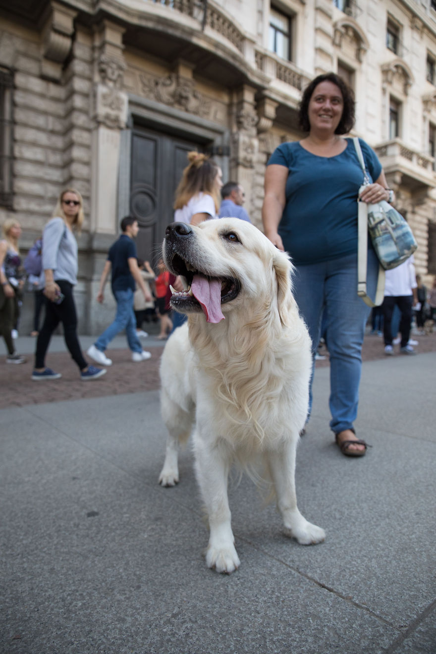 The City Of Dogs - Milan!