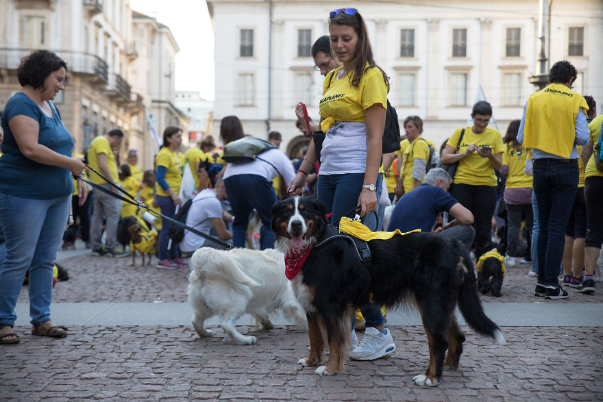 The City Of Dogs - Milan!