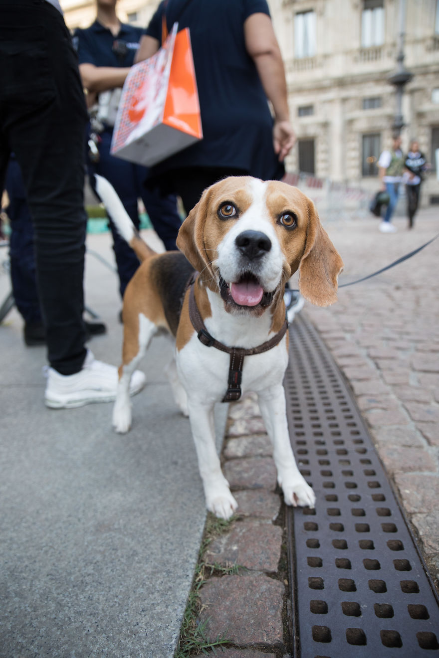 The City Of Dogs - Milan!