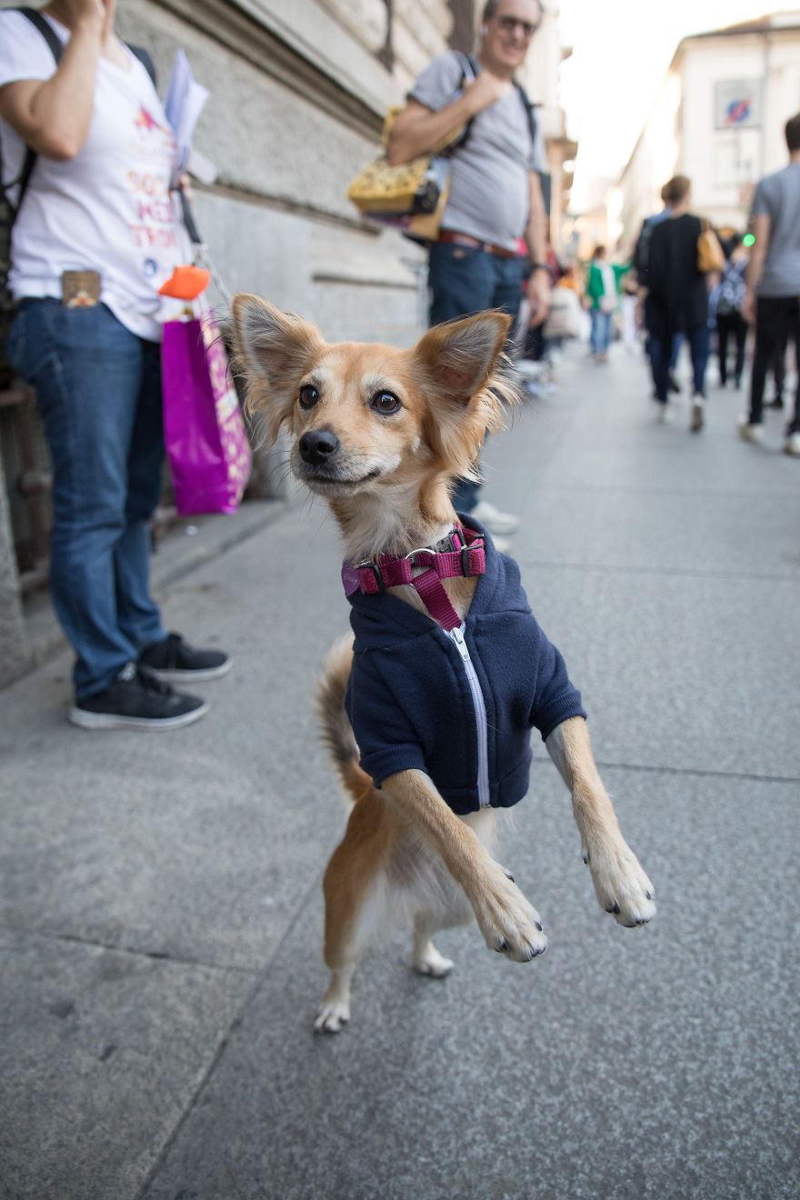 The City Of Dogs - Milan!
