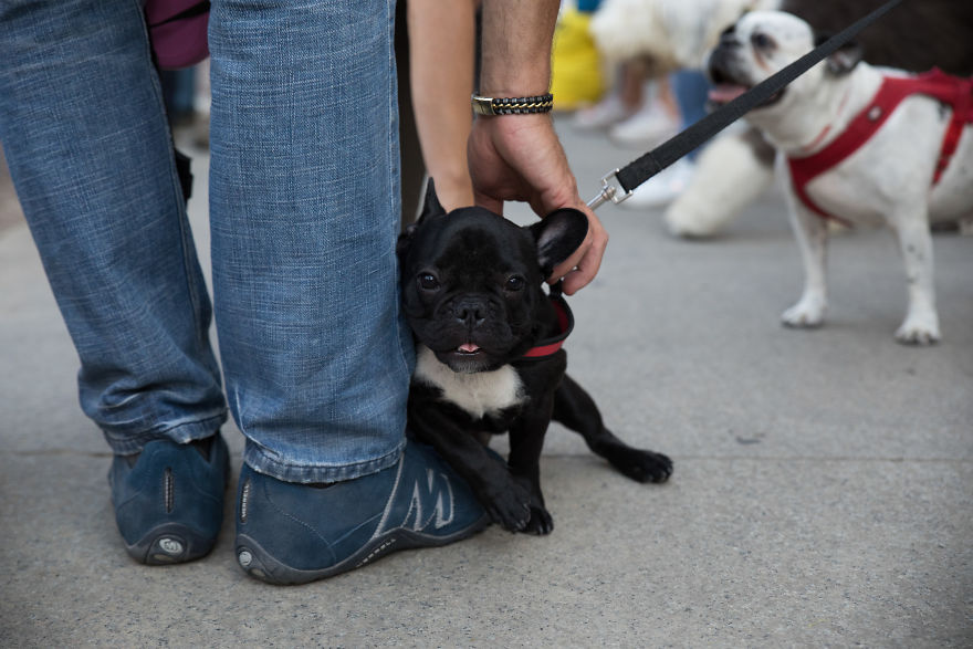 The City Of Dogs - Milan!