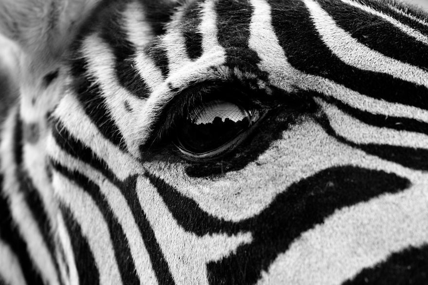 Oeil de zebre by spmarin Spain Sara Pinto MarinAGORA images 5d6fc67734ba1  880 - As imagens mais inacreditavelmente incríveis de 2019