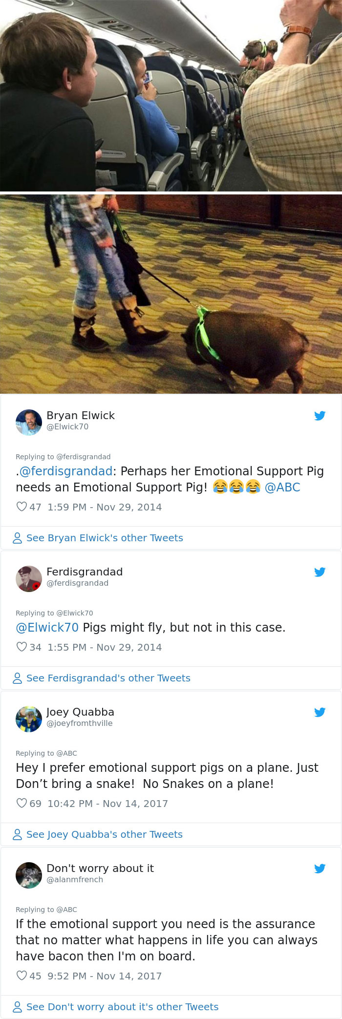'Emotional Support' Pig Kicked Off Flight For Being Disruptive