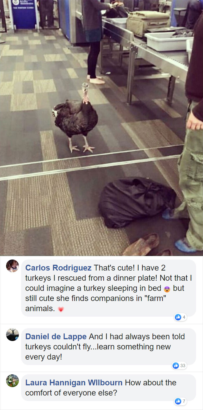 Don't Act Like You've Never Seen A Therapy Turkey Going Through Airport Security