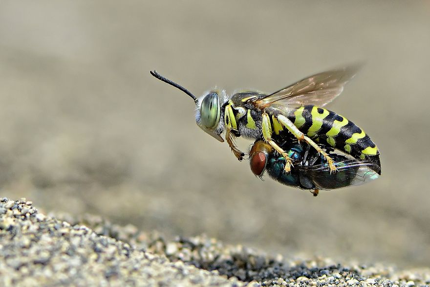 Sand Wasp With Prey