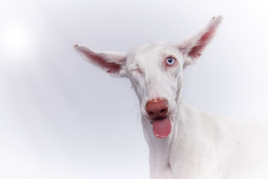 Spanish Dogs Stick Out Tongue To Their Hunters!