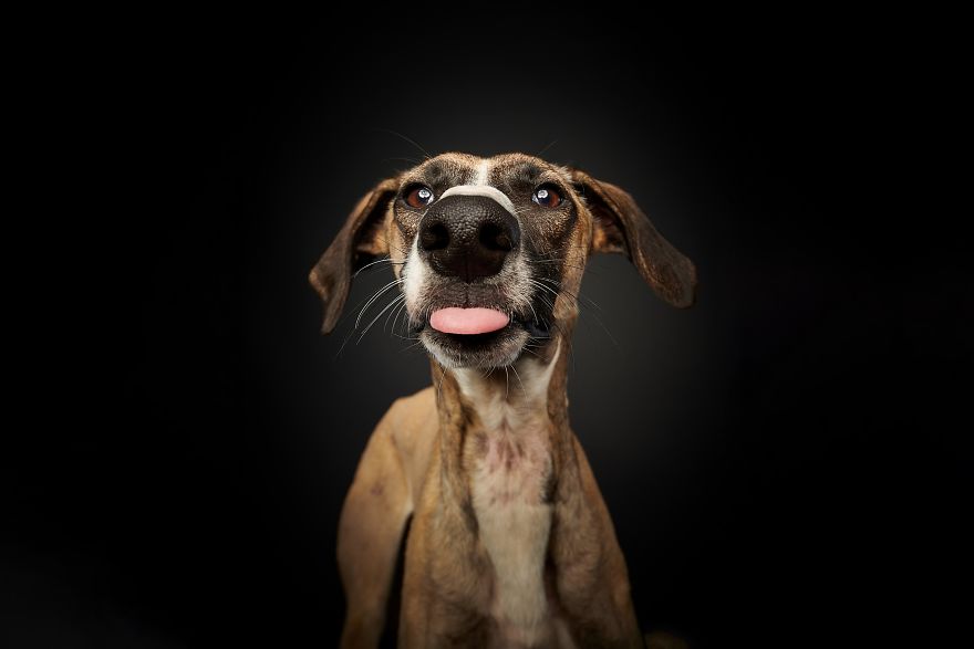 Spanish Dogs Stick Out Tongue To Their Hunters!