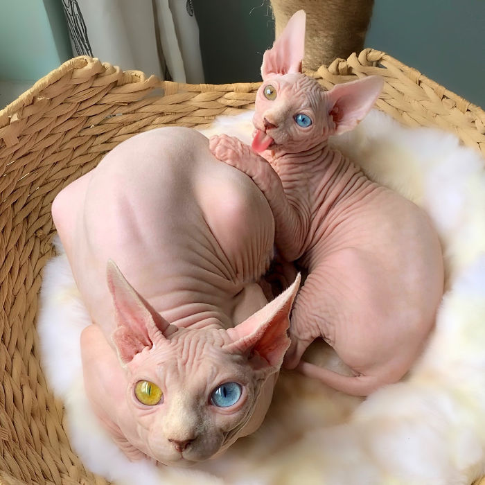 My Daughter Researched That A Sphynx Is The Best Cat For Our Family And Although I Was Hesitant At First, She Was Right