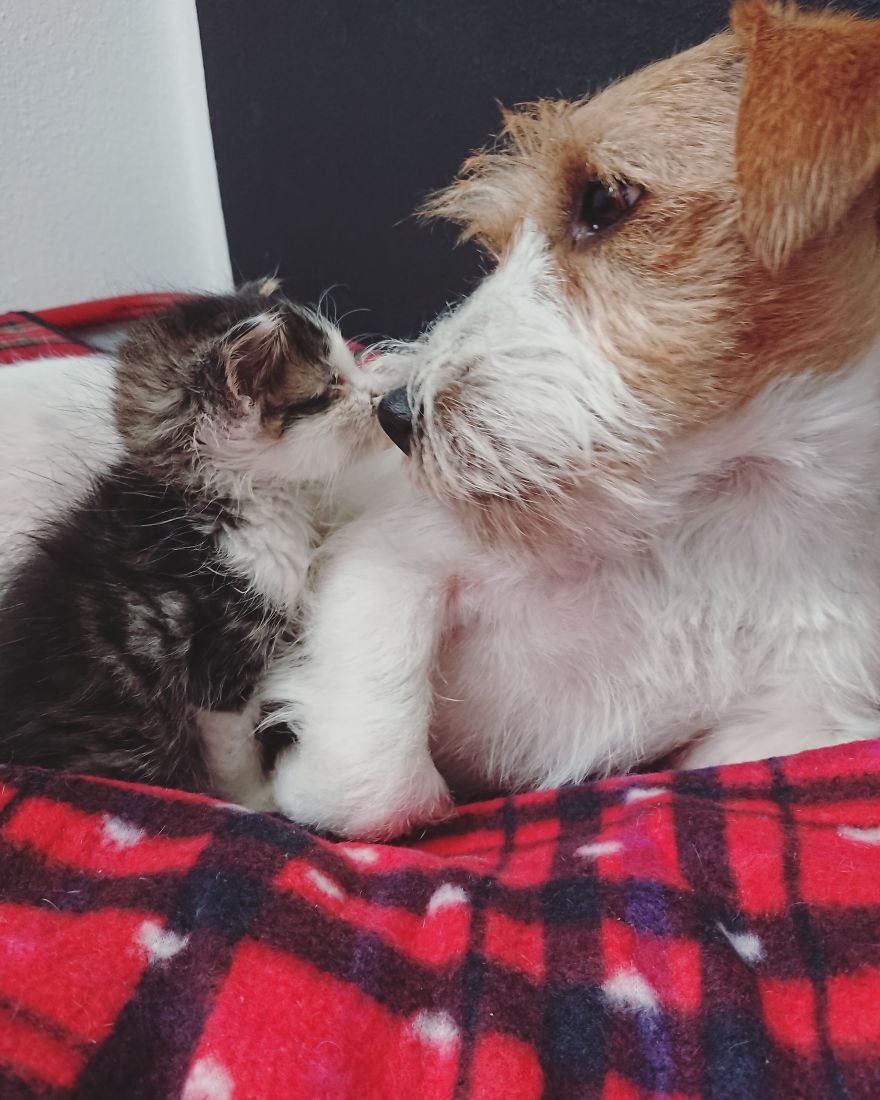 Two Dogs Raising Dozens Of Foster Kittens