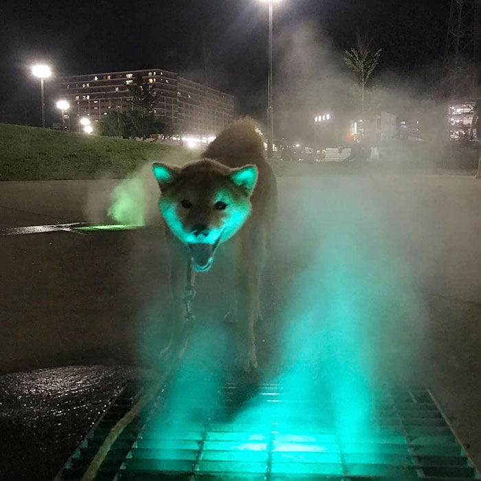 People Are Posting Pics Of Animals With Threatening Auras, And Here Are 45 Of The Best Ones