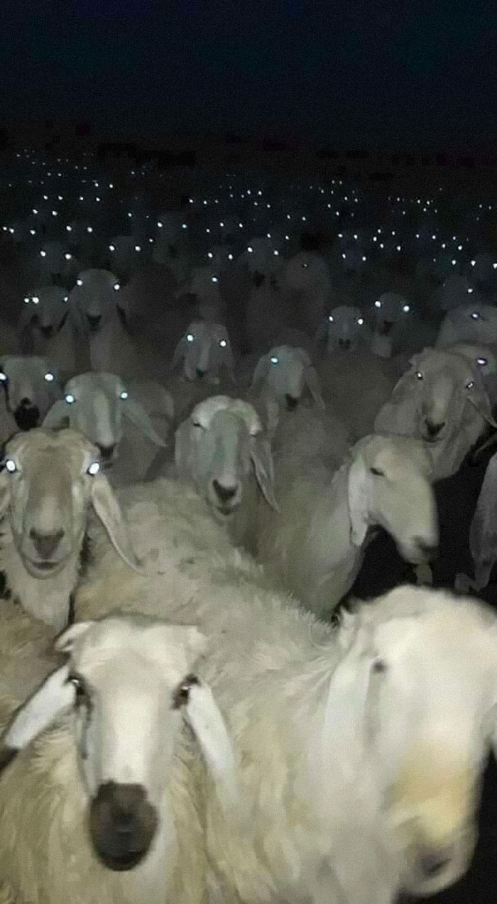 People Are Posting Pics Of Animals With Threatening Auras, And Here Are 45 Of The Best Ones