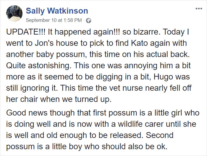 Owner Finds A Baby Possum Clinging On To Her Dog's Back