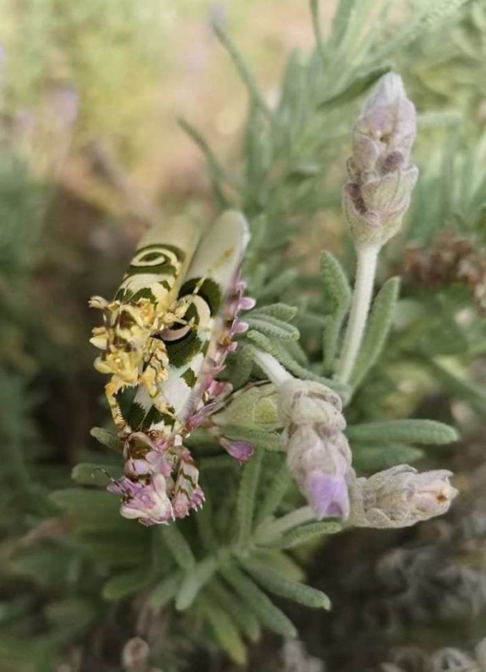 Woman Finds An Incredible Bug That Looks Like A Walking Flower