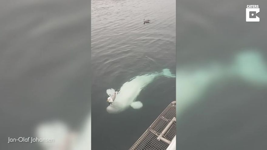 A Beluga Whale Teases A Seagull And Tries To Befriend It In An Adorable Video
