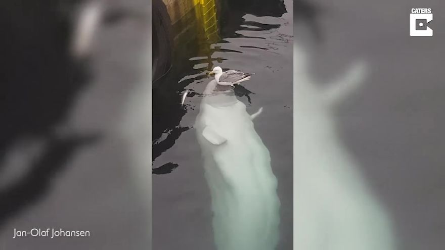 A Beluga Whale Teases A Seagull And Tries To Befriend It In An Adorable Video