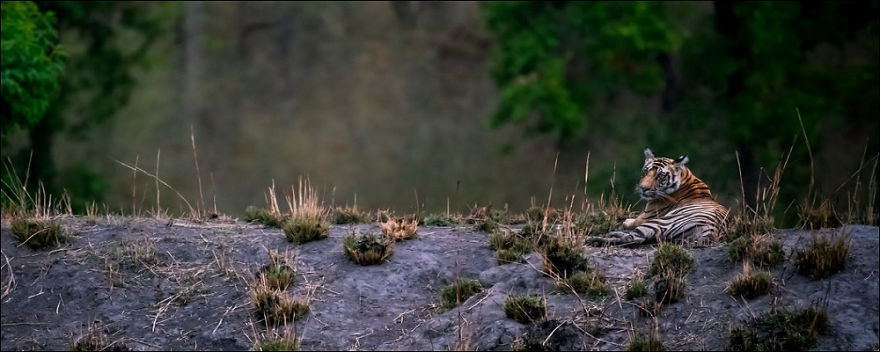 My Wildlife Experience In Corbett Tiger Reserve My Wildlife Experience In Corbett Tiger Reserve