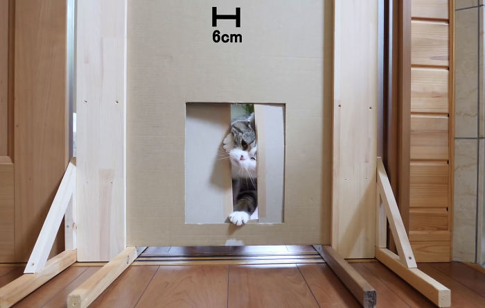 Person Wants To Find Out How Narrow A Gap Can Cats Squeeze Through, Conducts This Hilarious Experiment