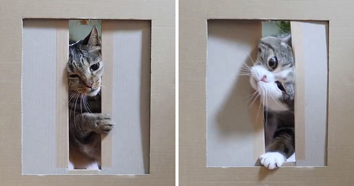 Person Wants To Find Out How Narrow A Gap Can Cats Squeeze Through, Conducts This Hilarious Experiment