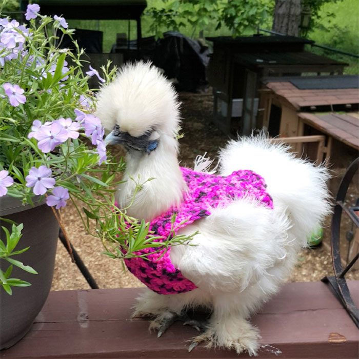 Chicken-Fashion-Fall-Collection