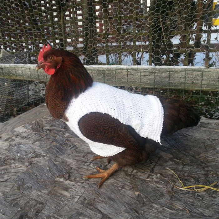 Chicken-Fashion-Fall-Collection
