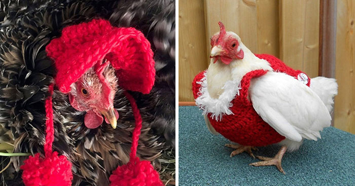37 Chickens Ready For Fall With Their Little Knitted Outfits