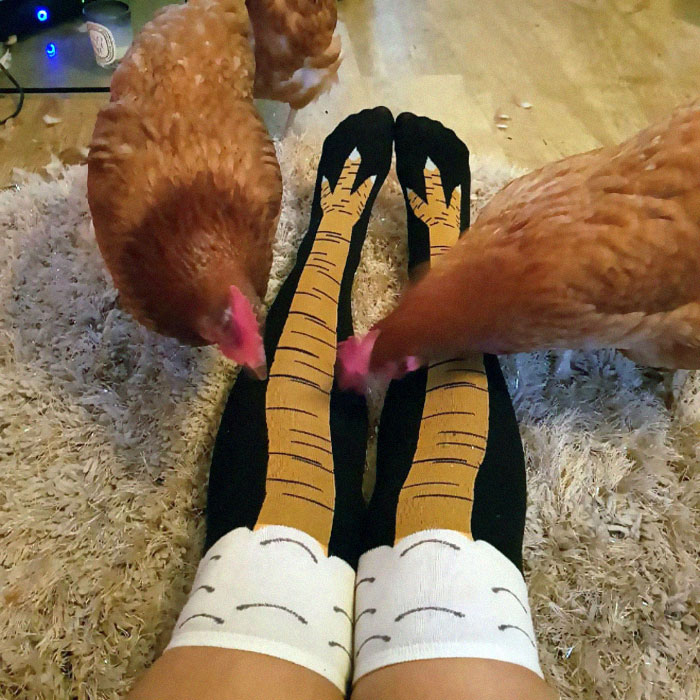 Existen los calcetines de pata de pollo y son graciosísimos (19 imágenes)