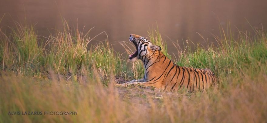 My Wildlife Experience In Corbett Tiger Reserve My Wildlife Experience In Corbett Tiger Reserve