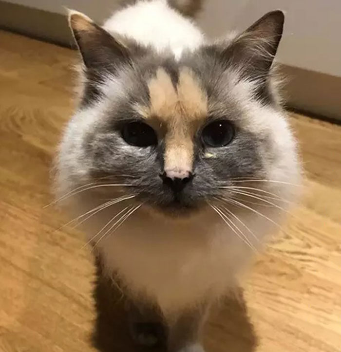 This Cat Can't Get A Home Because Of Her Facial Markings
