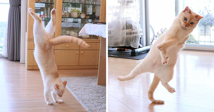 This “Dancing” Cat From Japan Has Some Serious Moves