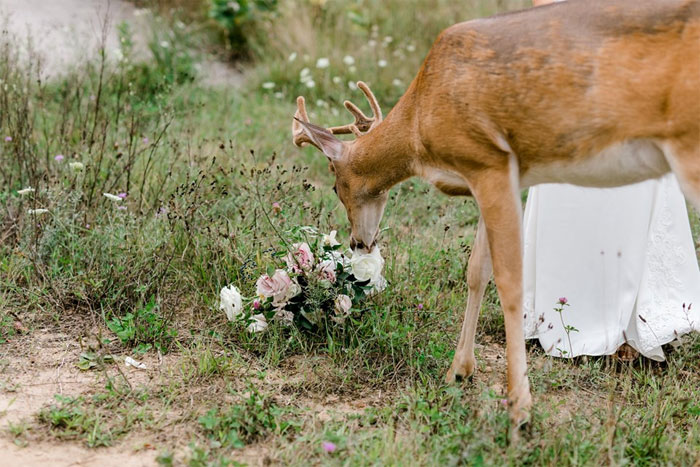 Wedding Photo Shoot Gets Interrupted By A Deer, Results In 15 Funny And Adorable Pictures
