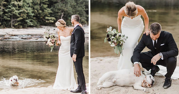 Dog Refuses To Take His Owners’ Wedding Day Seriously, Steals The Whole Show