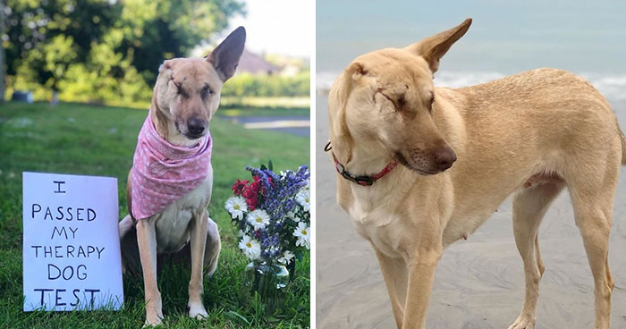 After Being Shot 17 Times, A Pregnant Dog Survives, Finds Forever Home, And Becomes A Registered Therapy Dog